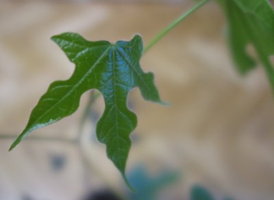 Brachychiton acerifolius - brachychiton javorolistý - mladý list